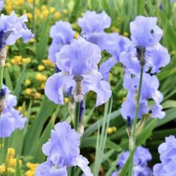 Early Blooming Iris