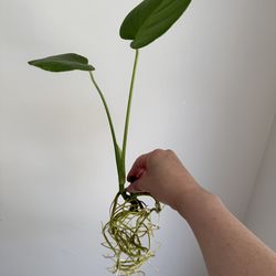 Monstera Deliciosa/Swiss Cheese Plant