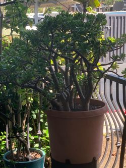Large Jade Plant organic soil