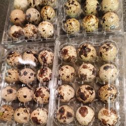 $ Quail Eggs 4 Dozen X $10