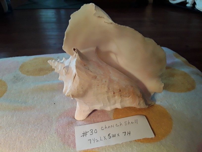 #30 DECORATIVE CHONCH SHELLS