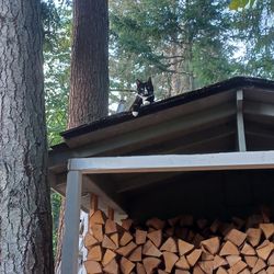 Dry Seasoned Firewood