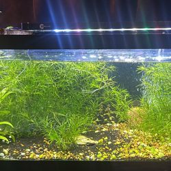 20Gallon Long Tank With Everything Included 