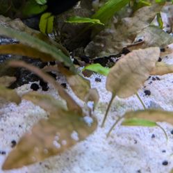 Cryptocoryne Wentii $5 Each