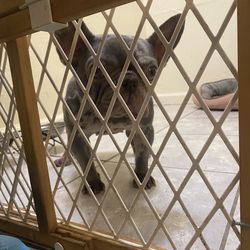 Baby gate with everything in it