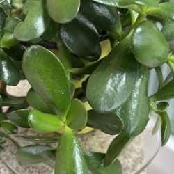 Jade Tree 