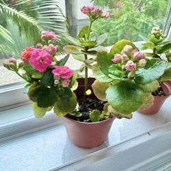 Pink Florist Kalanchoe / Kalanchoe blossfeldiana / Succulent