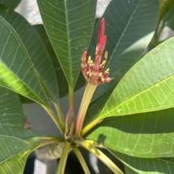 Pink Plumeria 