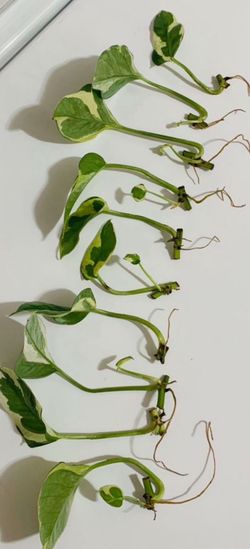N’joy Pothos Cutting Healthy Roots