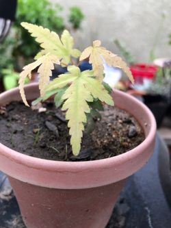 Japanese Maple Tree