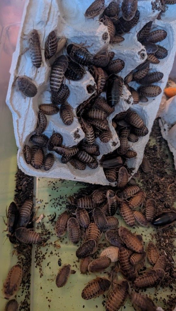 Dubia Roach Feeders
