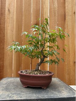 Japanese maple bonsai /A12