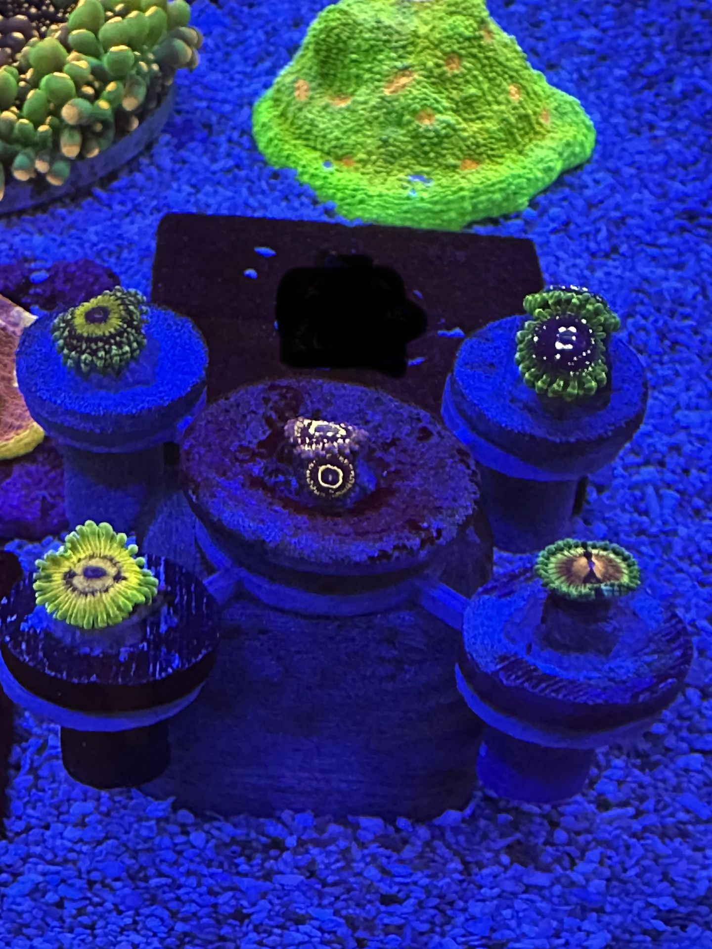 Fake High End Zoa