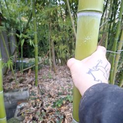 Timber Bamboo Rhizom 