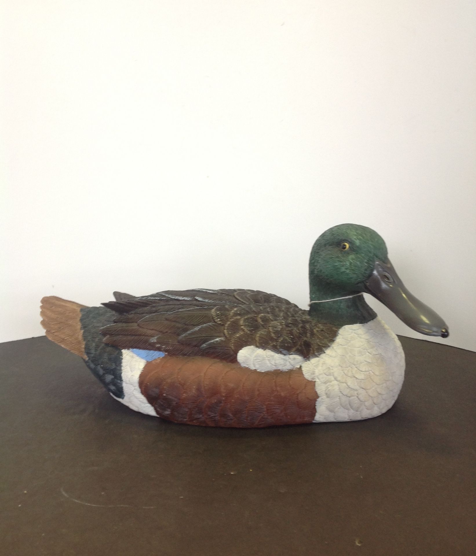 Big white chested duck