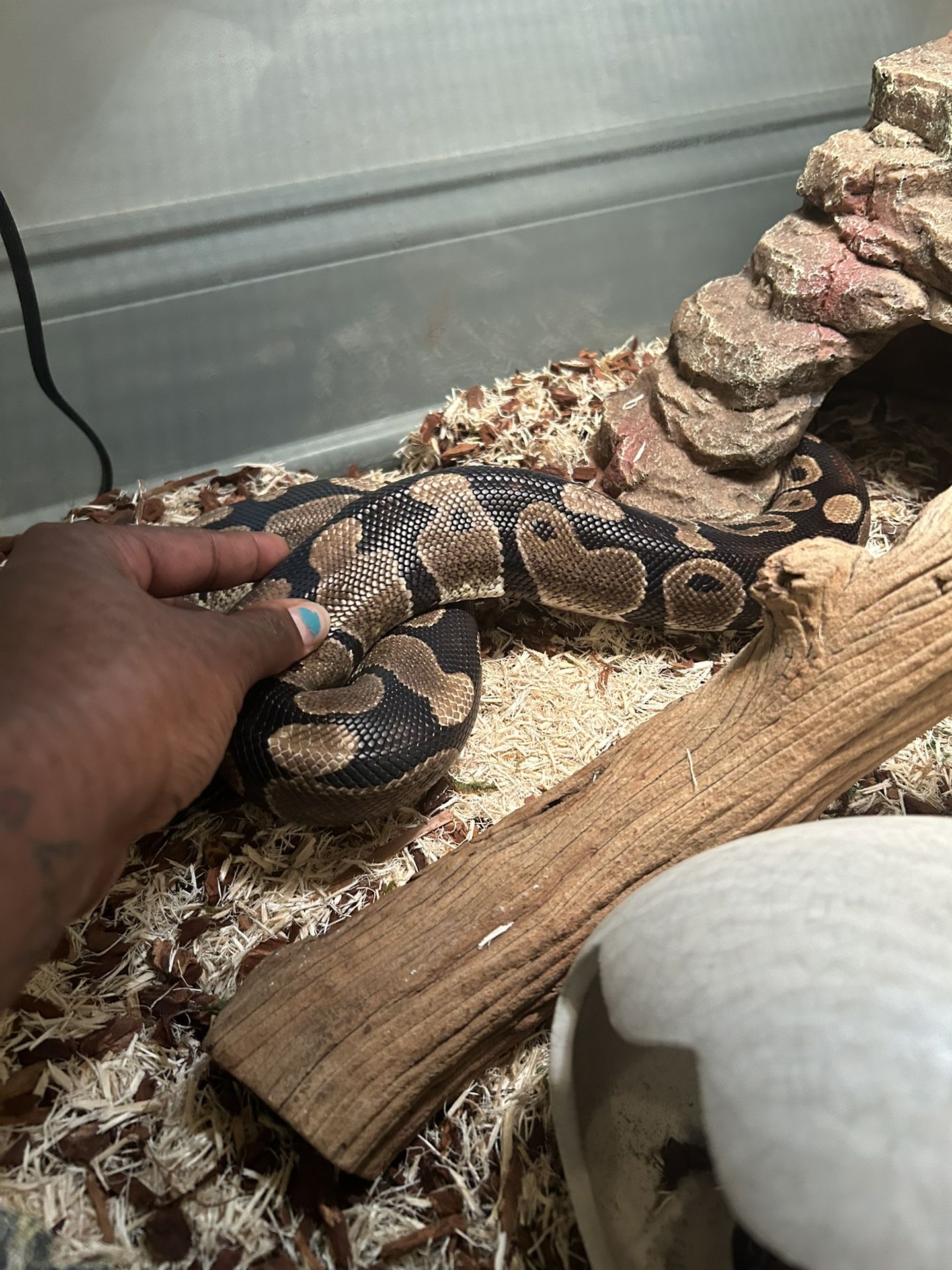Ball Python Rehoming - $250 - Tank Included