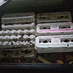 Dubia roaches