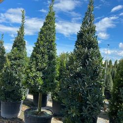 Huge Blueberry Trees Cone Trees Topiary Trees About 9 Feet Tall After Planted Fancy And Gorgeous Plants