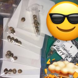 Autoflower Seeds 