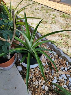Plants.