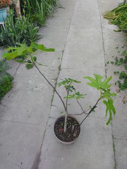 Fig Tree
