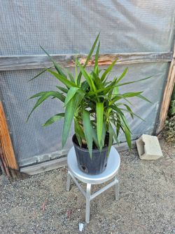 Yucca Plant 10" Pot $10 each