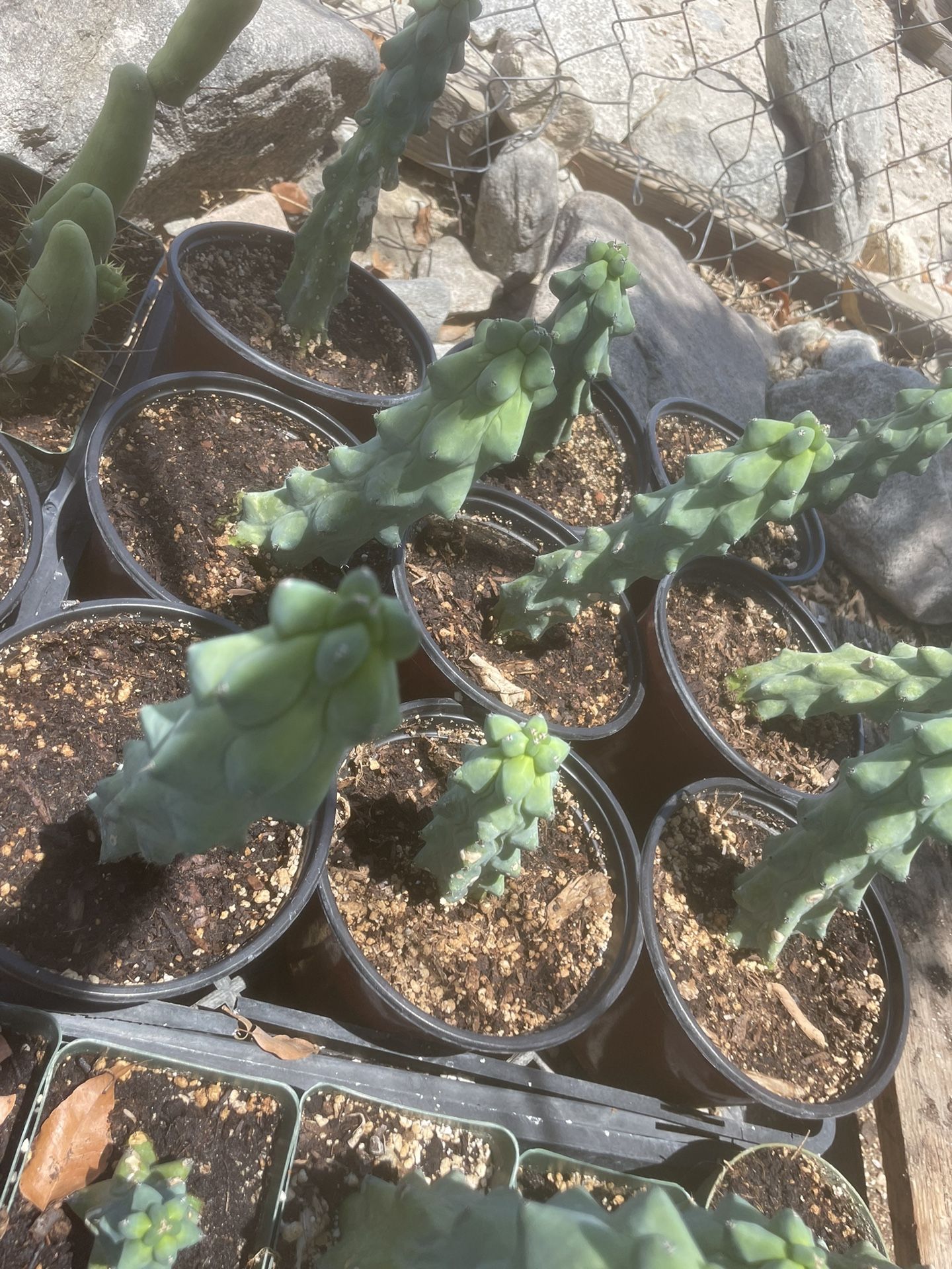 Boobie Cactus