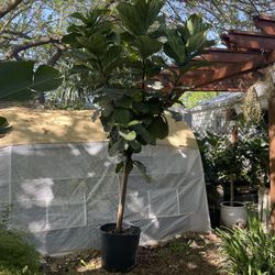 See description***Huge live plant~ 8.5-9ft super healthy fiddle leaf, ceramic pot not included,95820