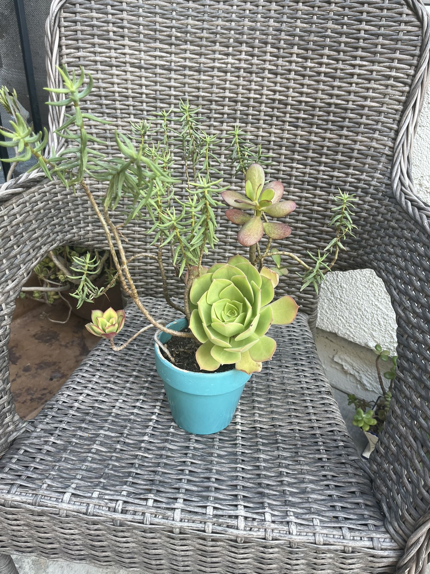 Cute Succulent On A Blue Ceramic