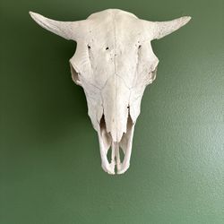 Skull