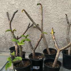 Pink Plumeria 1 Gallons 