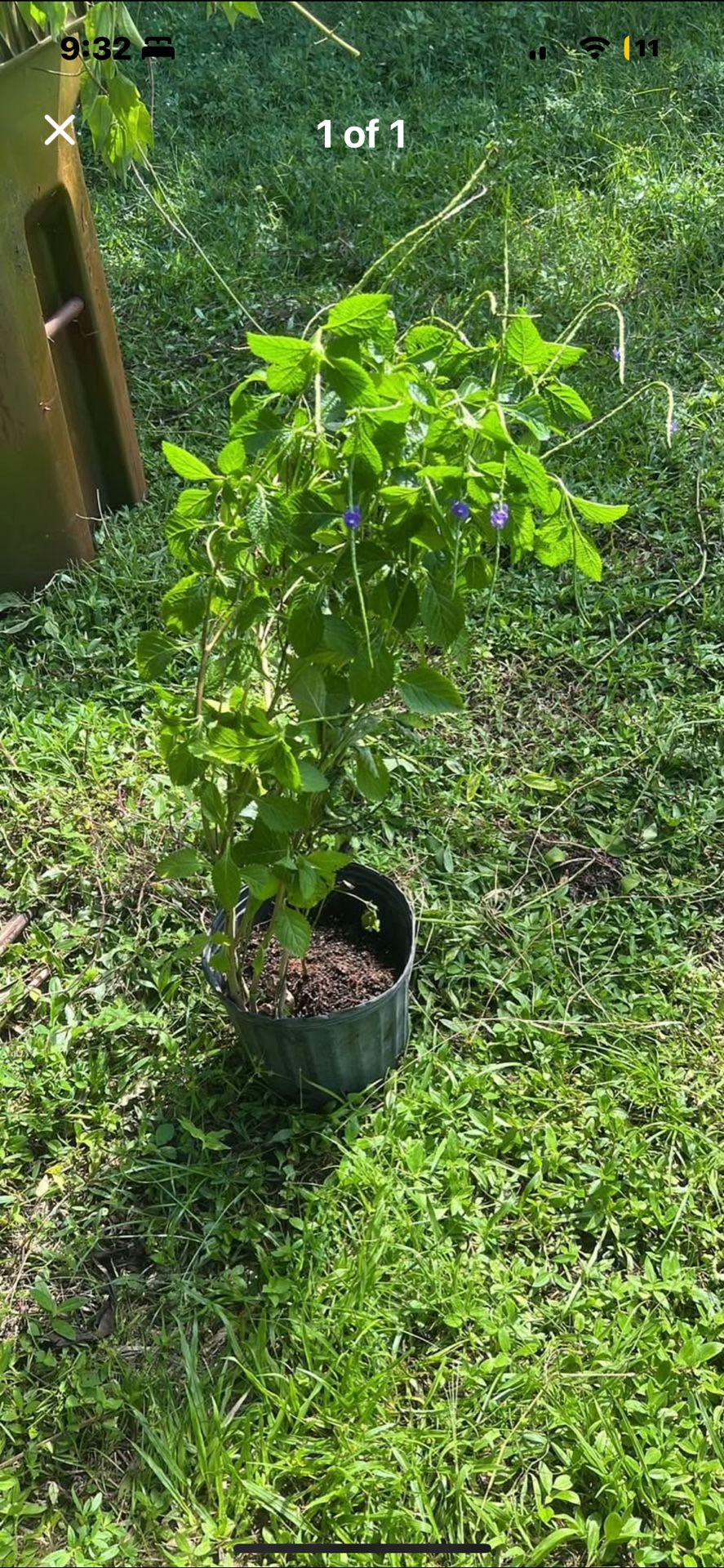 Vervaine Live Plant Available