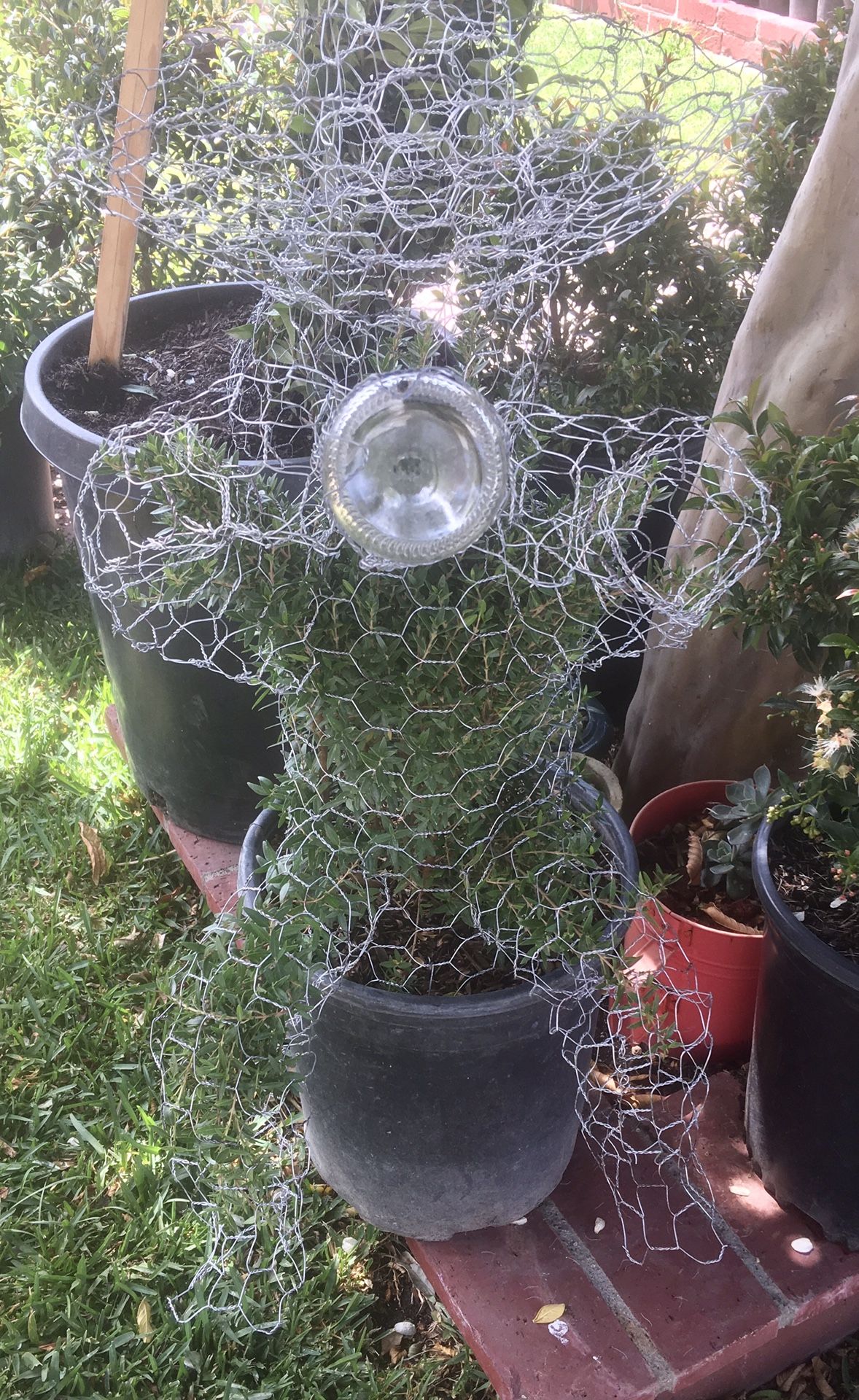 regallo! Bueno! Borracho. Hombre hispanic con cerveza y sombrero. Divertido ! Planta naturel Topiary