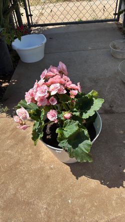 Winter flowering begonia