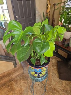 Thriving Monstera Plant In New 10in Talavera Ceramic Pot 