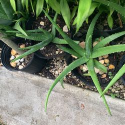 Aloe Plants