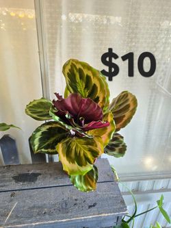 Calathea