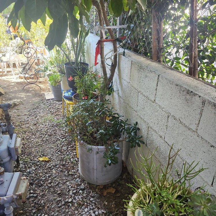 Big Tree Plant Over 8ft Tall