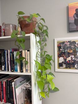 Potted Pothos Plant