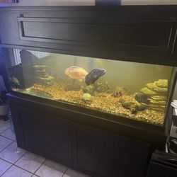180 Gallon Fish Tank