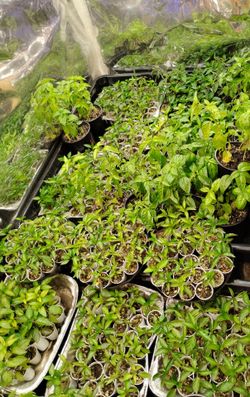 Tomato plants , pepper plants , Basil, cucumber plants.
