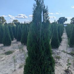 Privacy Tree Sale FREE DELIVERY! Emerald Green & Green Giants 