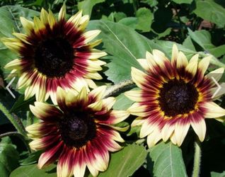Ruby eclipse sunflower seedlings