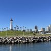 Alcatras 
