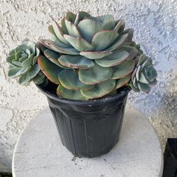 1 Gallon Pot Succulent Plant - Echeveria Painted Lady - Echeveria Derenbergii - Established Plant - Drought Resistant - 🪴