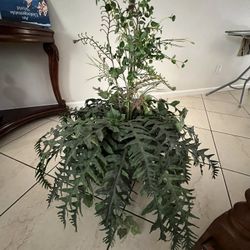 Decorative Plant