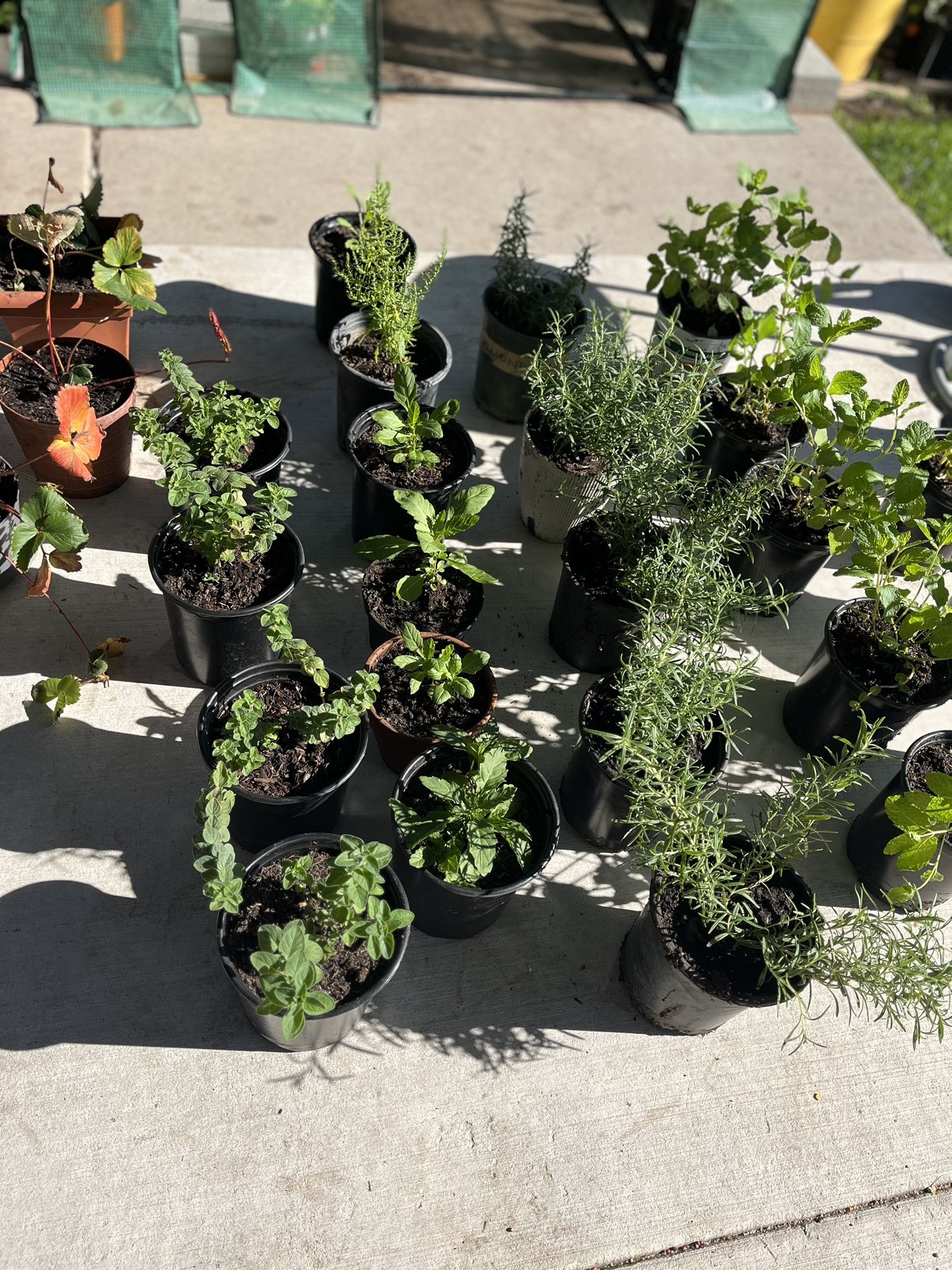 Epazote,yerbabuena, Albahaca Romero,fresa,orégano,