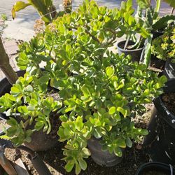 Jade Plant