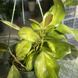 Hoya Lisa Plant