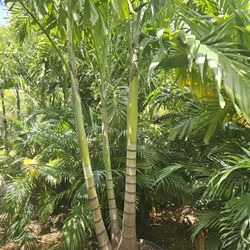 Christmas palms over 8 feet tall Instant decoration 